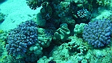 A (79)